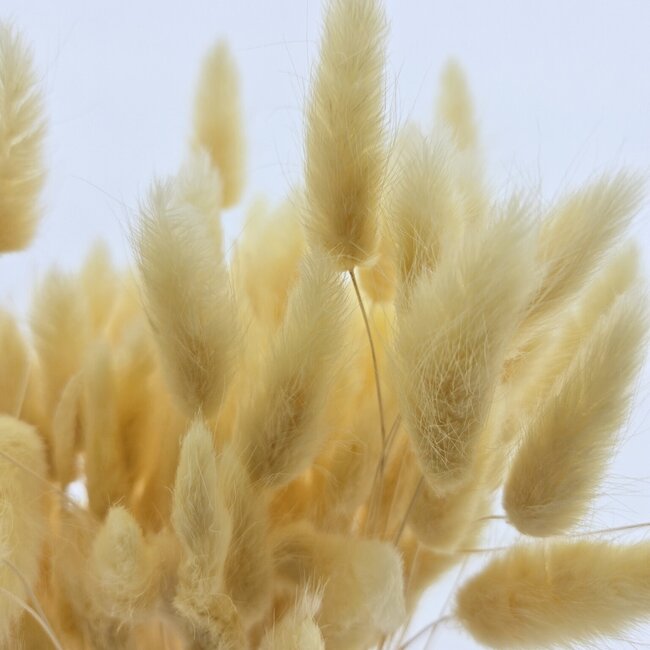 Lichtgele Lagurus droogbloemen | Lengte ± 65 centimeter | Gewicht ± 100 gram