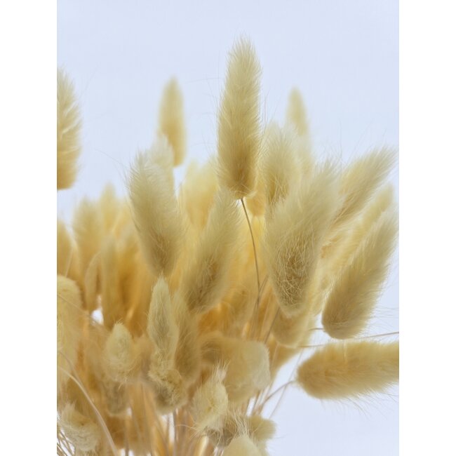 Lichtgele Lagurus droogbloemen | Lengte ± 65 centimeter | Gewicht ± 100 gram