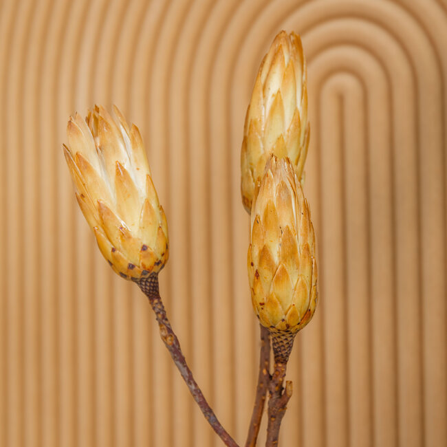 Gele Protea Repens droogbloemen | Lengte ± 40 centimeter | Per 3 takken