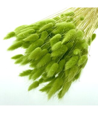 Dolce Vita Groene Lagurus droogbloemen | Lengte ± 65 centimeter | Gewicht ± 100 gram