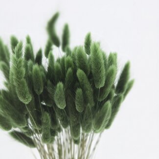 Dolce Vita Dunkelgrüne Lagurus Trockenblumen | Länge ± 65 Zentimeter | Gewicht ± 100 Gramm