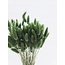 Donkergroene Lagurus droogbloemen | Lengte ± 65 centimeter | Gewicht ± 100 gram