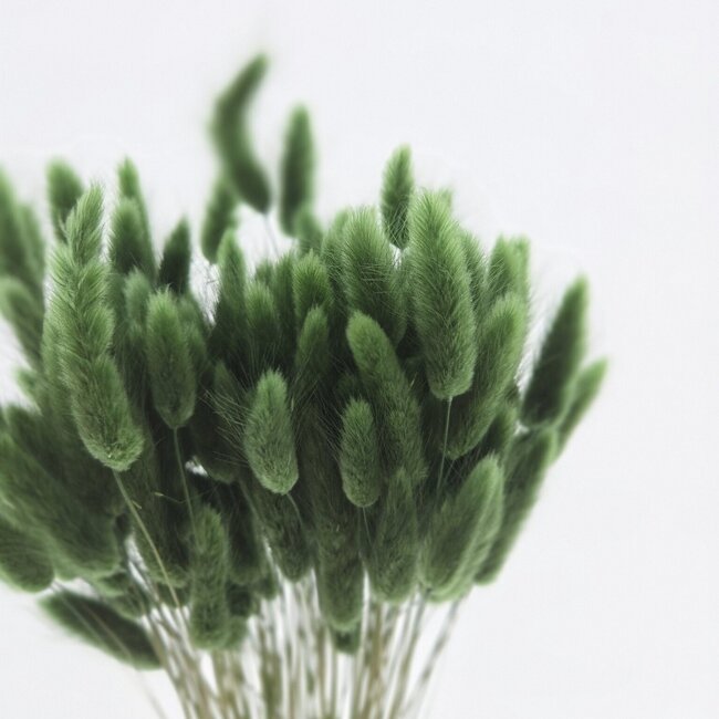 Dark green Lagurus dried flowers | Length ± 65 centimetres | Weight ± 100 grams