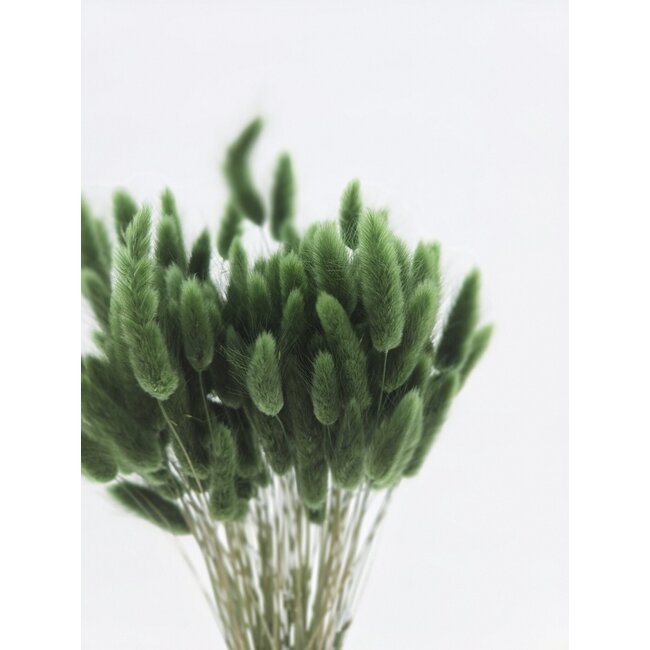 Donkergroene Lagurus droogbloemen | Lengte ± 65 centimeter | Gewicht ± 100 gram