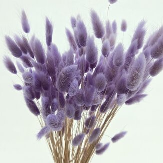 Dolce Vita Lavender-coloured Lagurus dried flowers | Length ± 65 centimetres | Weight ± 100 grams
