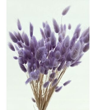Dolce Vita Lavender-coloured Lagurus dried flowers | Length ± 65 centimetres | Weight ± 100 grams