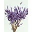 Lavendelkleurige Lagurus droogbloemen | Lengte ± 65 centimeter | Gewicht ± 100 gram
