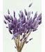 Lavender-coloured Lagurus dried flowers | Length ± 65 centimetres | Weight ± 100 grams