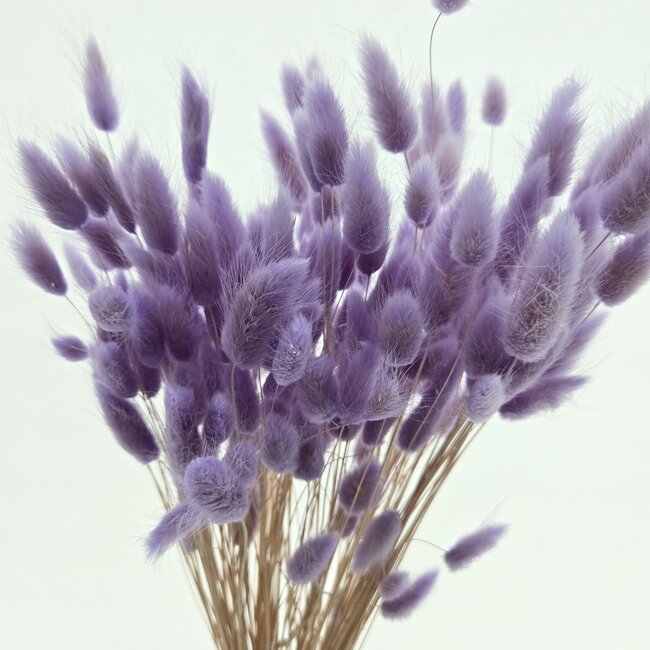 Lavender-coloured Lagurus dried flowers | Length ± 65 centimetres | Weight ± 100 grams