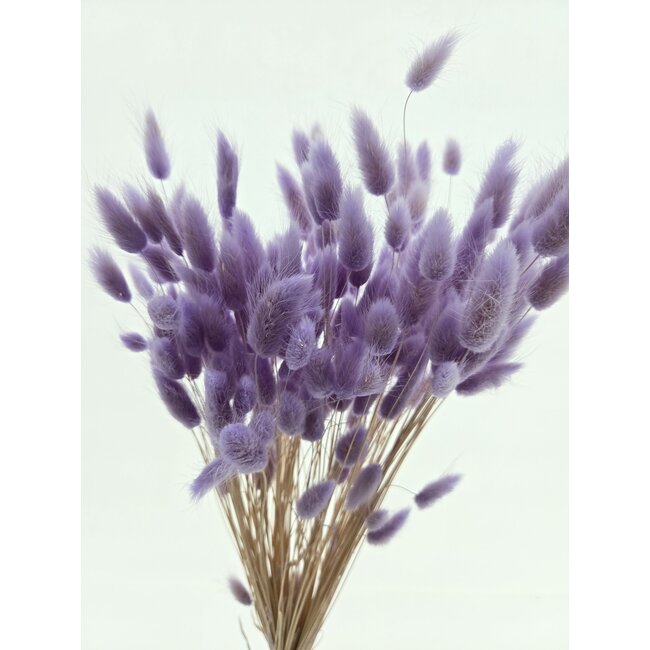 Lavender-coloured Lagurus dried flowers | Length ± 65 centimetres | Weight ± 100 grams