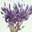Lavender-coloured Lagurus dried flowers | Length ± 65 centimetres | Weight ± 100 grams