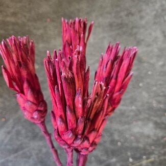 Dutch Dried Rot - rosa Protea Repens Trockenblumen | Länge ± 40 Zentimeter | Pro 3 Zweige