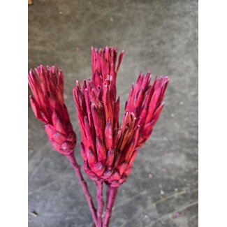 Dutch Dried Rood - roze Protea Repens droogbloemen | Lengte ± 40 centimeter | Per 3 takken