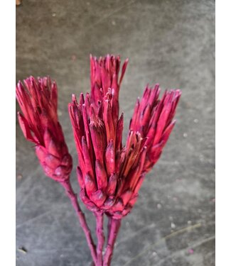 Dutch Dried Rood - roze Protea Repens droogbloemen | Lengte ± 40 centimeter | Per 3 takken