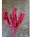 Rouge - rose Protea Repens fleurs séchées | Longueur ± 40 centimètres | Par 3 branches