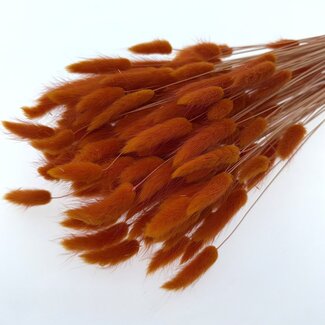 Dolce Vita Donker-oranje Lagurus droogbloemen | Lengte ± 65 centimeter | Gewicht ± 100 gram