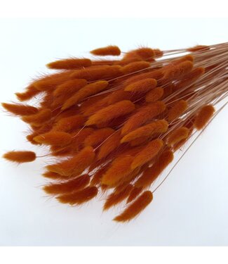 Dolce Vita Donker-oranje Lagurus droogbloemen | Lengte ± 65 centimeter | Gewicht ± 100 gram
