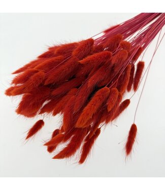 Dolce Vita Lagurus séché rouge-orange | Longueur ± 65 centimètres | Poids ± 100 grammes