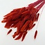 Red-orange Lagurus dried flowers | Length ± 65 centimetres | Weight ± 100 grams