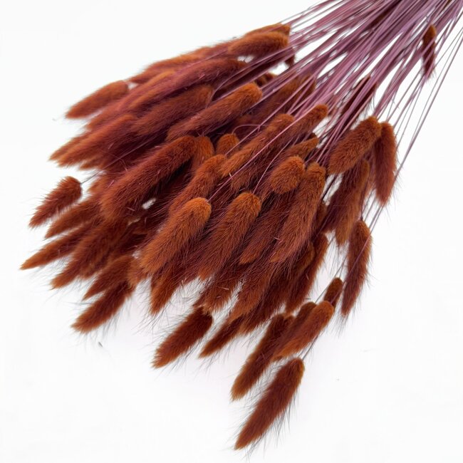Brown Lagurus dried flowers | Length ± 65 centimetres | Weight ± 100 grams
