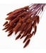 Brown Lagurus dried flowers | Length ± 65 centimetres | Weight ± 100 grams