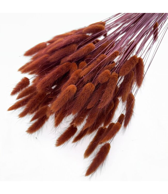 Lagurus brun fleurs séchées | Longueur ± 65 centimètres | Poids ± 100 grammes