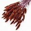 Bruine Lagurus droogbloemen | Lengte ± 65 centimeter | Gewicht ± 100 gram