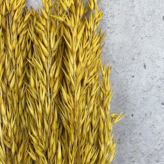 Dutch Dried Avoine jaune séchée | Longueur ± 70 centimètres | Poids 150 grammes
