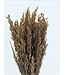 Coral-coloured Avena Oat dried flowers | Length ± 70 centimetres | Weight 150 grams