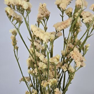 Dutch Dried Botergeel Statice Sinuata droogbloemen | Lengte ± 70 centimeter | Gewicht ± 75 gram
