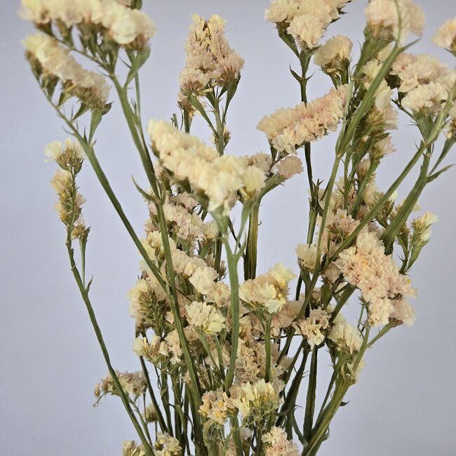 Butter Yellow Statice Sinuata dried flowers | Length ± 70 centimetres | Weight ± 75 grams