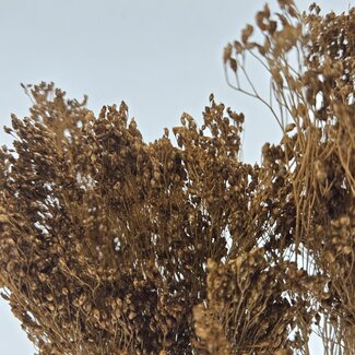 Dutch Dried Hellbraune Broom Bloom Trockenblumen | Länge ± 55 Zentimeter | Gewicht 100 Gramm