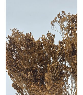 Dutch Dried Lichtbruine Broom Bloom droogbloemen | Lengte ± 55 centimeter | Gewicht 100 gram