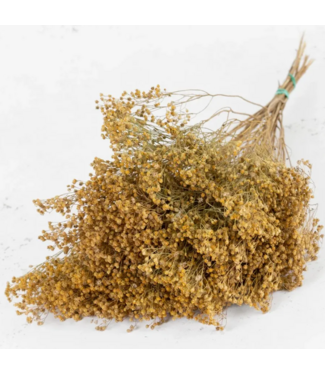 Casa Alegria Naturelle Broom Bloom fleurs séchées | Longueur ± 55 centimètres | Poids 100 grammes