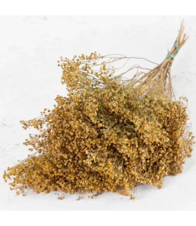 Naturelle Broom Bloom fleurs séchées | Longueur ± 55 centimètres | Poids 100 grammes