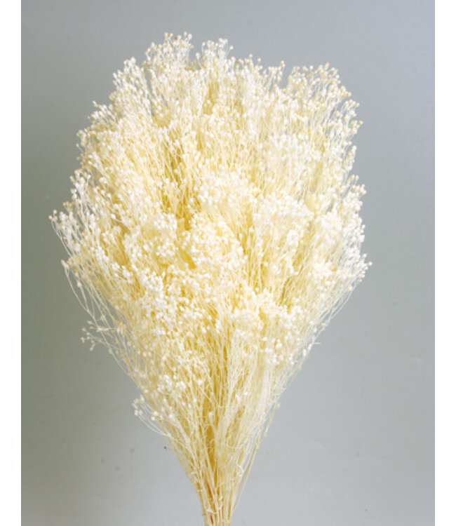 Broom Bloom séchées blanchies | Longueur ± 55 centimètres | Poids 100 grammes