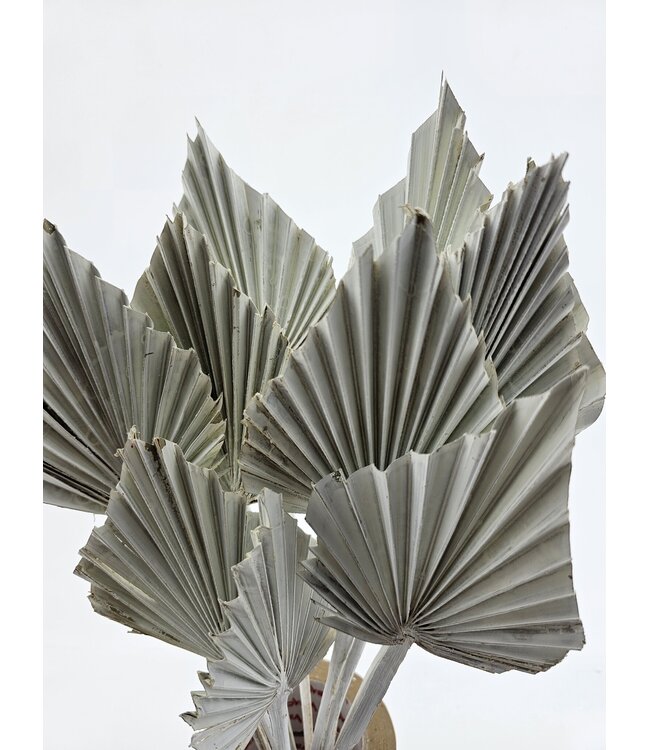 White Dried Palm Spear | Length ± 45 centimetres | Per 10 stems