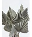 White Dried Palm Spear | Length ± 45 centimetres | Per 10 stems