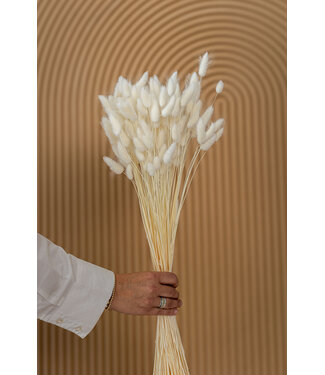 Dolce Vita Wit gebleekte Lagurus droogbloemen | Lengte ± 65 centimeter | Gewicht ± 100 gram