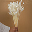 White bleached Lagurus dried flowers | Length ± 65 centimetres | Weight ± 100 grams