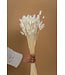 Weiß gebleichte Lagurus Trockenblumen | Länge ± 65 Zentimeter | Gewicht ± 100 Gramm