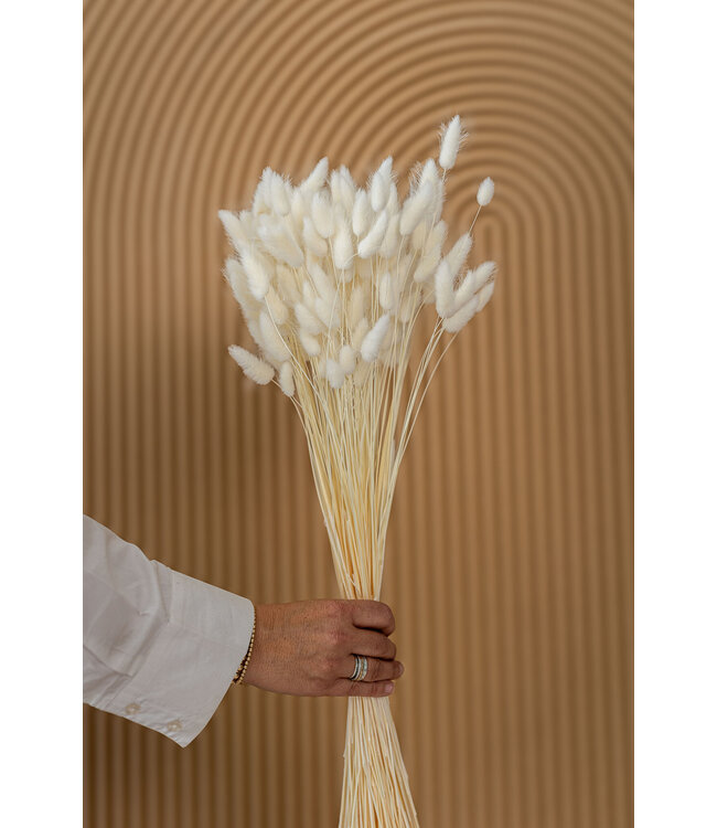 White bleached Lagurus dried flowers | Length ± 65 centimetres | Weight ± 100 grams