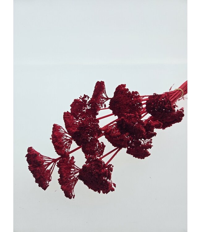 Red bleached Achillea Filipendulina dried flowers | Length ± 65 centimetres | Weight ± 100 grams