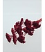 Rot gebleichte Achillea Filipendulina Trockenblumen | Länge ± 65 Zentimeter | Gewicht ± 100 Gramm