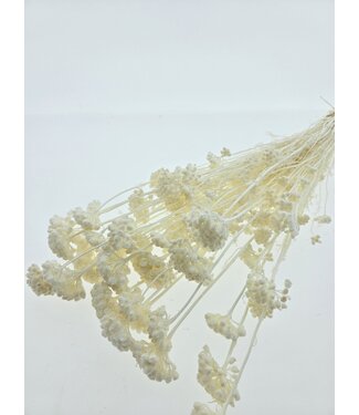 Casa Alegria White bleached Lonas Annua dried flowers | Length ± 50 centimetres | Weight ± 100 grams