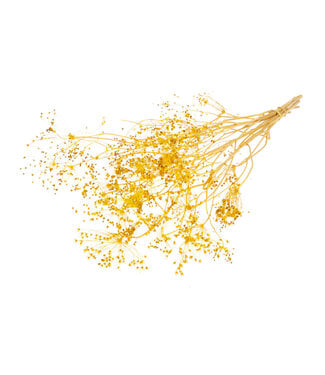 Dutch Dried Yellow Bupleurum dried flowers | Length ± 55 centimetres | Weight ± 50 grams