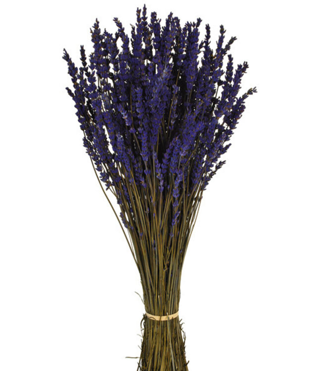 Lavande préservée bleu foncé | Longueur ± 45 centimètres | Poids ± 150 grammes