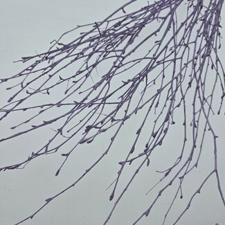 Dutch Dried Lilac Misty Birch Branches | Length ± 60 centimetres | Per 10 branches
