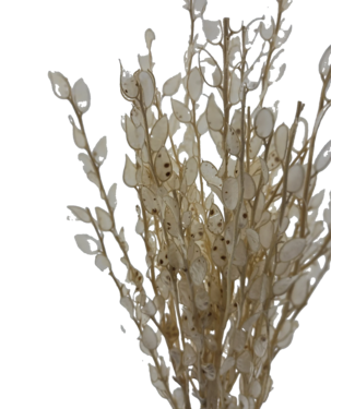 Dutch Dried White bleached Baby Lunaria dried flowers | Length ± 65 centimetres | Weight ± 100 grams
