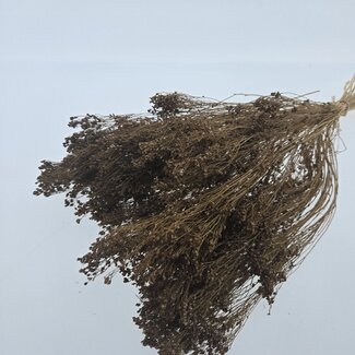 Dolce Vita Bruine Broom Bloom droogbloemen | Lengte ± 45 centimeter | Gewicht 100 gram